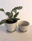 Blue Check Planter by Sandra Bowkett