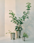 Large Palm Springs Planter by Lightly