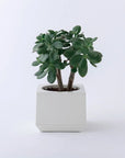 CUBIC Planter