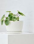 Embossed Plant Pot White by Angus & Celeste
