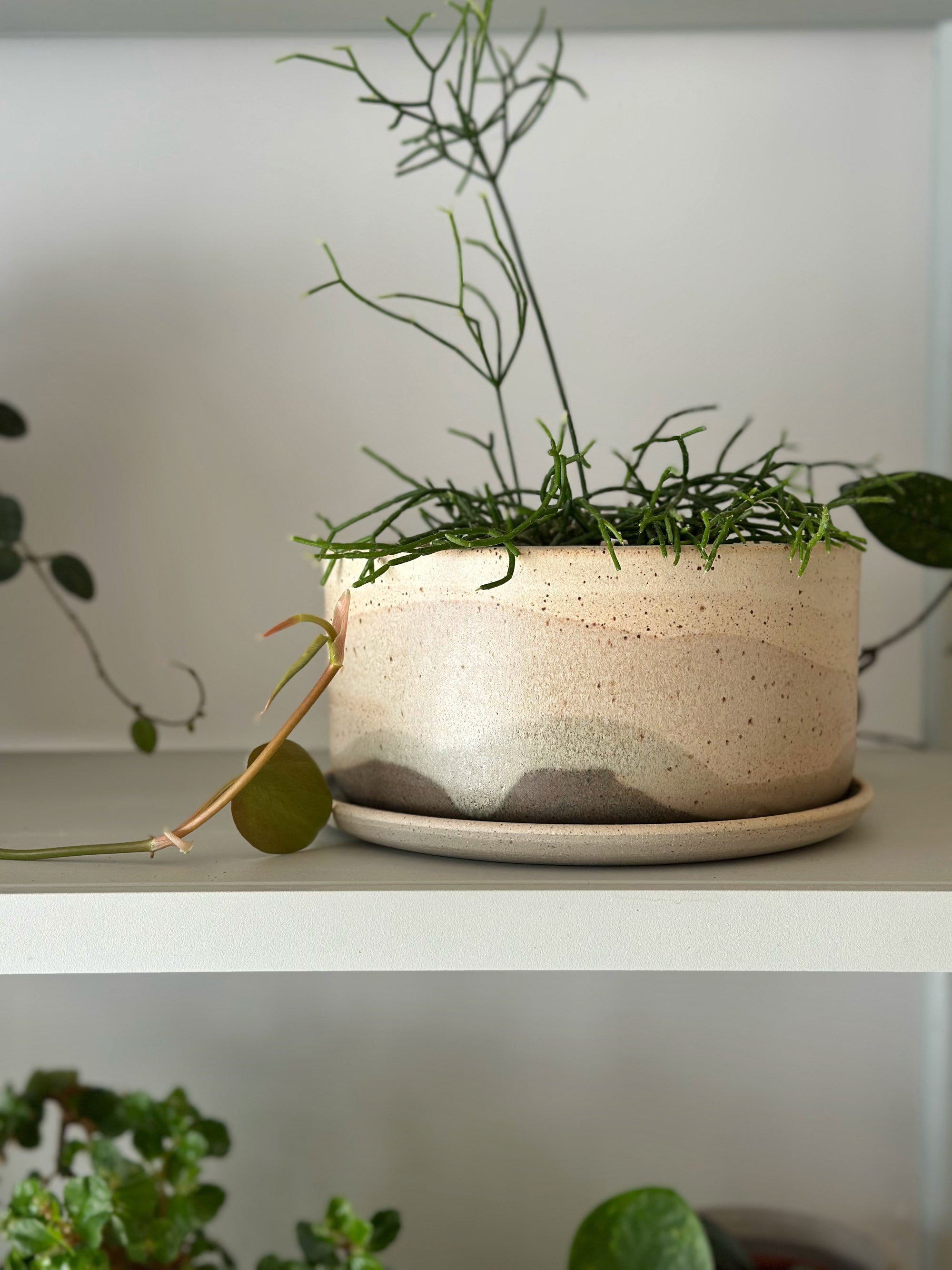 Sirocco Landscape Planter by Arcadia Scott