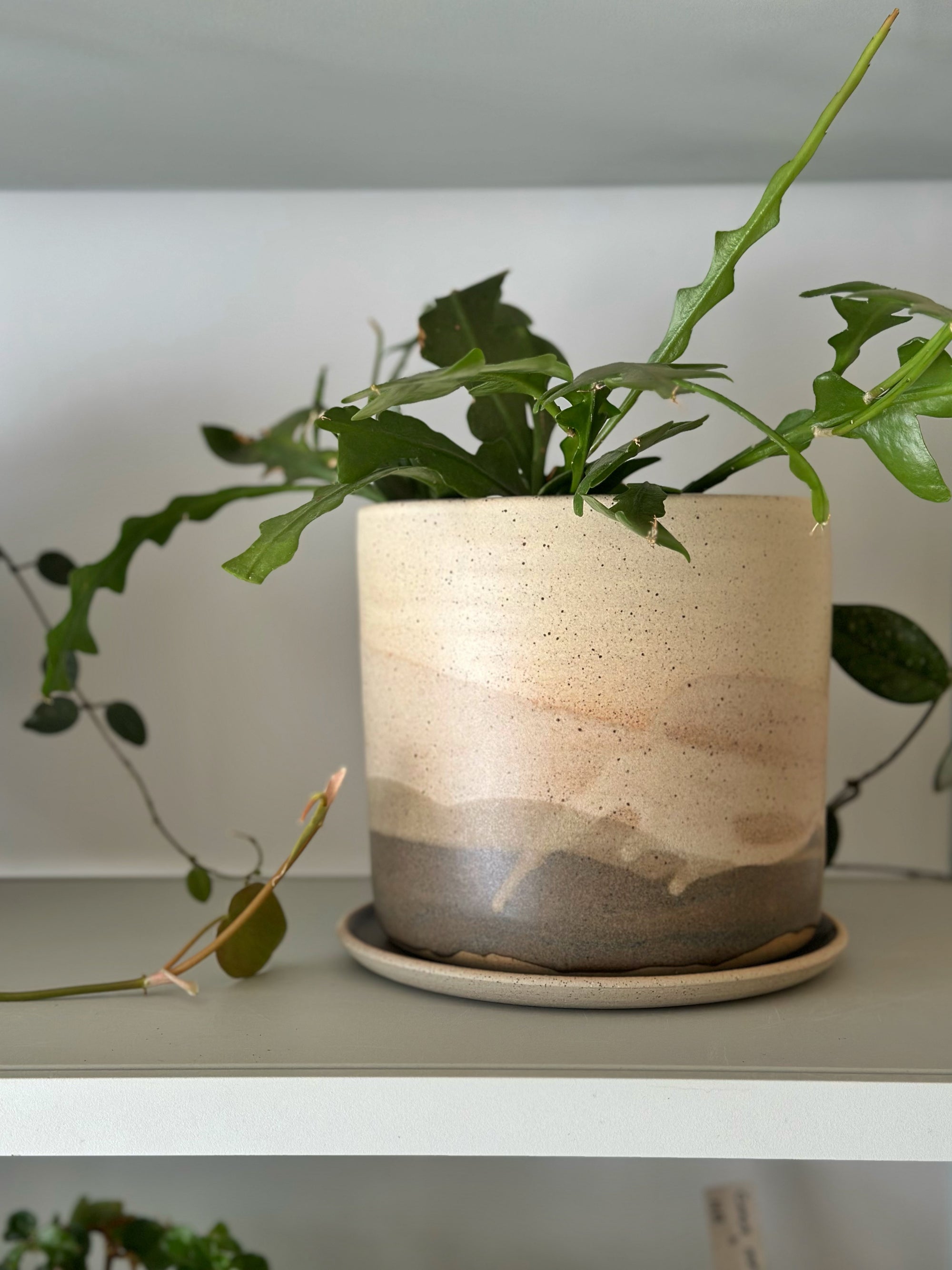 Sirocco Landscape Planter by Arcadia Scott