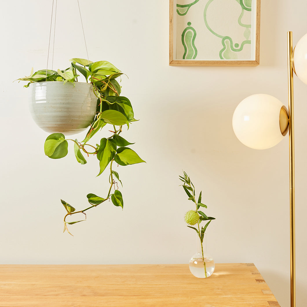 Spherical Hanging Planter by Angus & Celeste
