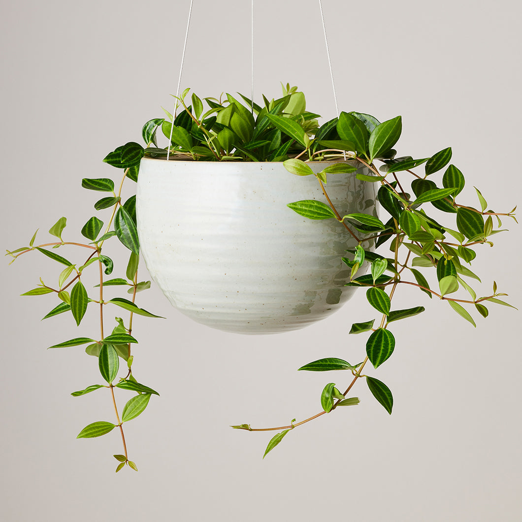 Spherical Hanging Planter by Angus & Celeste