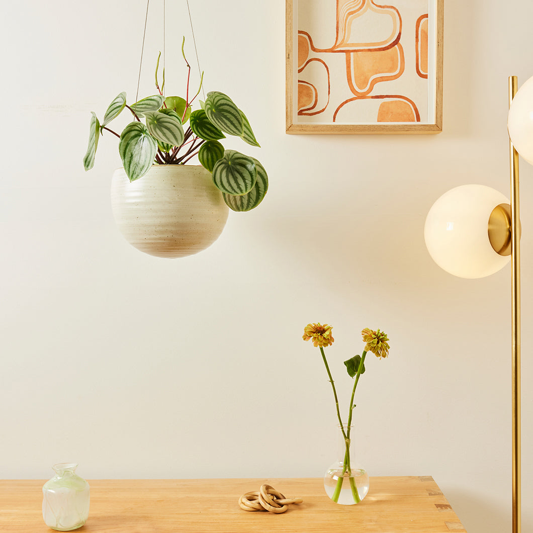 Spherical Hanging Planter by Angus & Celeste