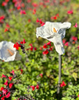 Lily Stake by Alison Parkinson