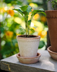 Helena Planter by Bergs Potter
