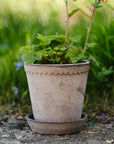 Helena Planter by Bergs Potter