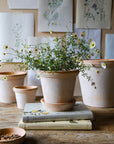 Flora Planter by Bergs Potter