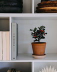 Helena Planter by Bergs Potter