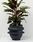 Bud Planter by Capra Designs
