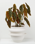Bud Planter by Capra Designs