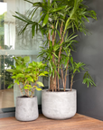 Curved Tapered Planter in Cement grey