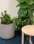 Curved Tapered Planter in Cement grey