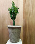 Granada Terracotta Planter