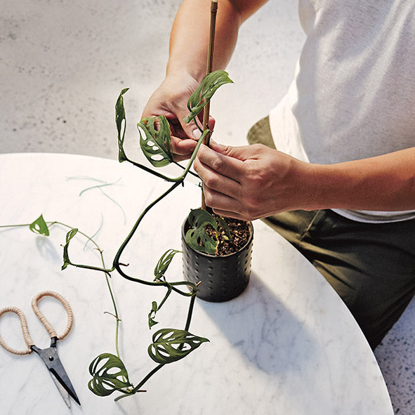 Beginner's Guide to Indoor Gardening Collingwood THE PLANT SOCIETY