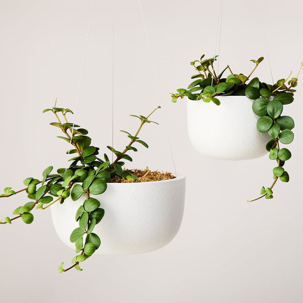 hanging plant pots australia Glazed Earth Hanging Planters by Angus & Celeste