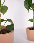 Single Stem Stake by Lood