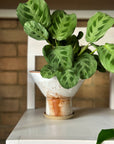 Bulb Planter in Glacier by Leaf & Thread