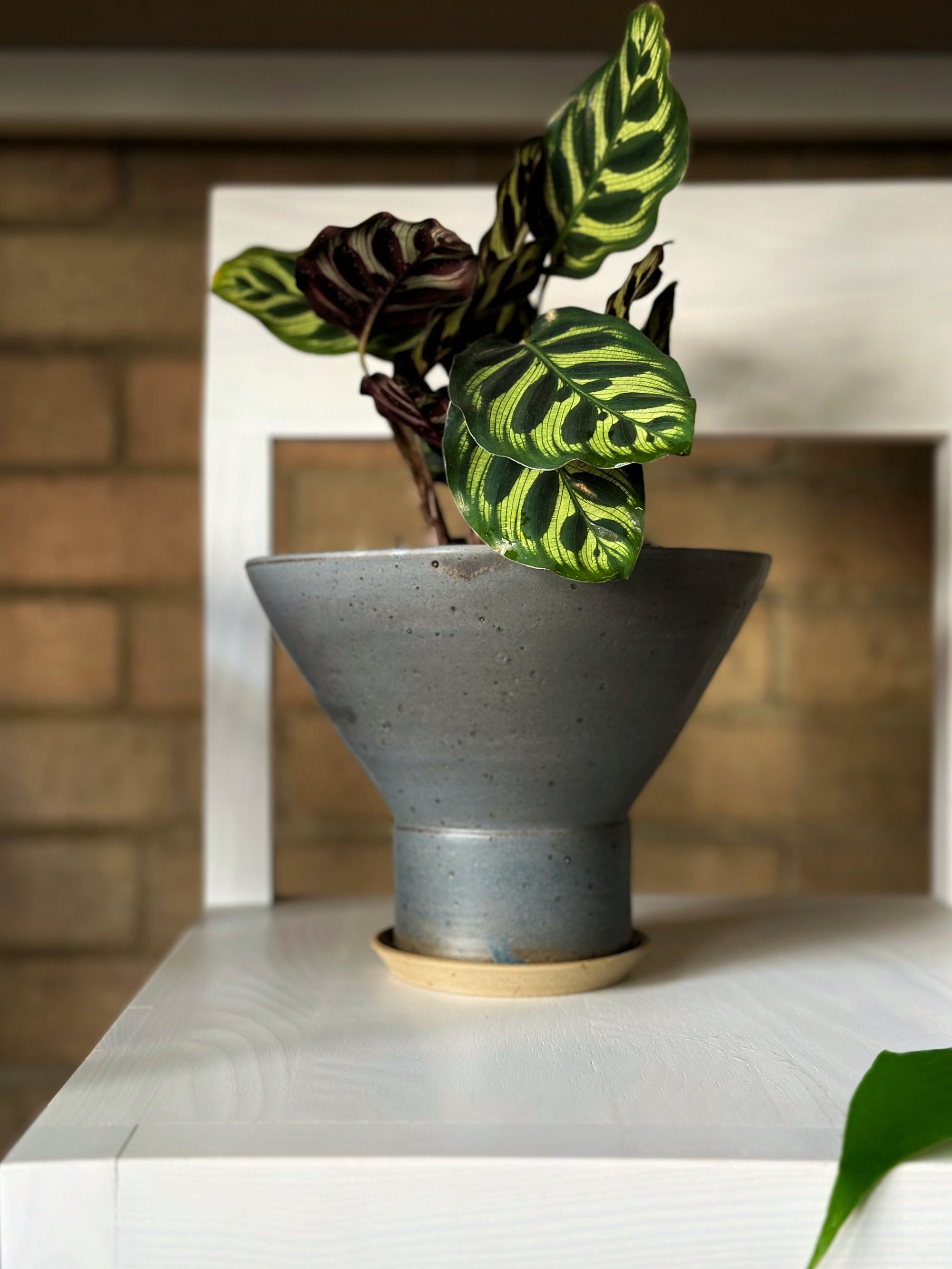 Bulb Planter in Midnight by Leaf & Thread