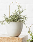 Arch Plant Stake by Ivy Muse