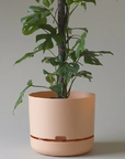Self Watering Planter 300mm by Mr Kitly