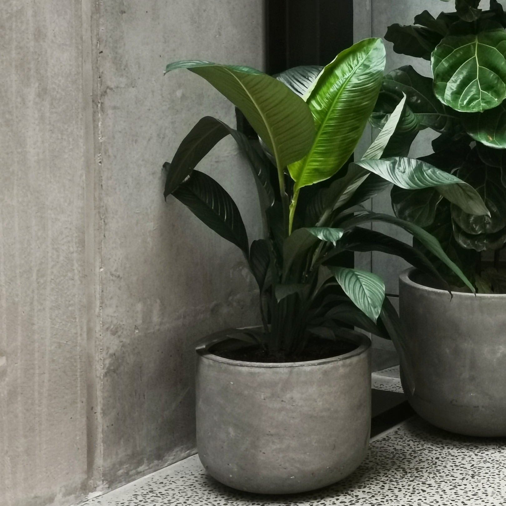 Peace Lily (Spathiphyllum)