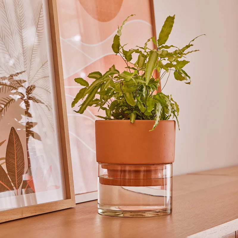 Pinto Planter
