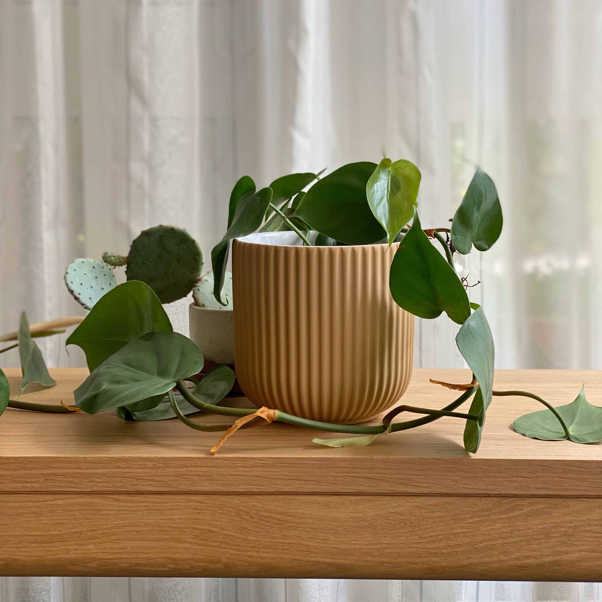 Heart Leaf Philodendron (Philodendron cordatum)