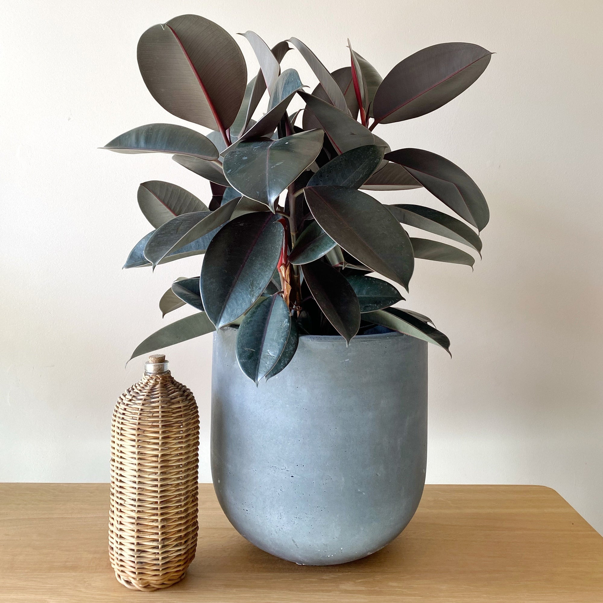 Rubber Plant (Ficus elastica 'Burgundy')