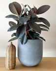 Rubber Plant (Ficus elastica 'Burgundy')