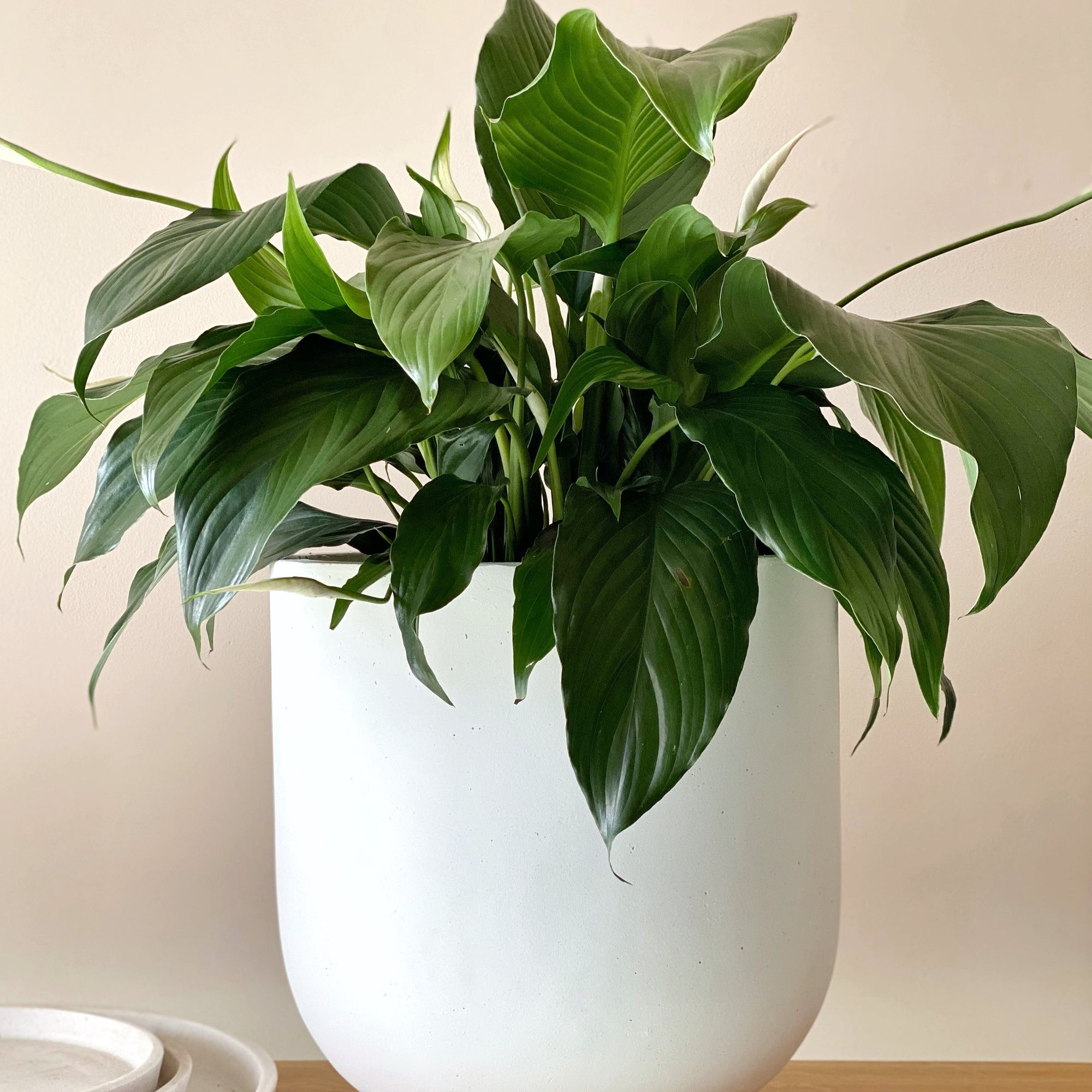 Peace Lily (Spathiphyllum)