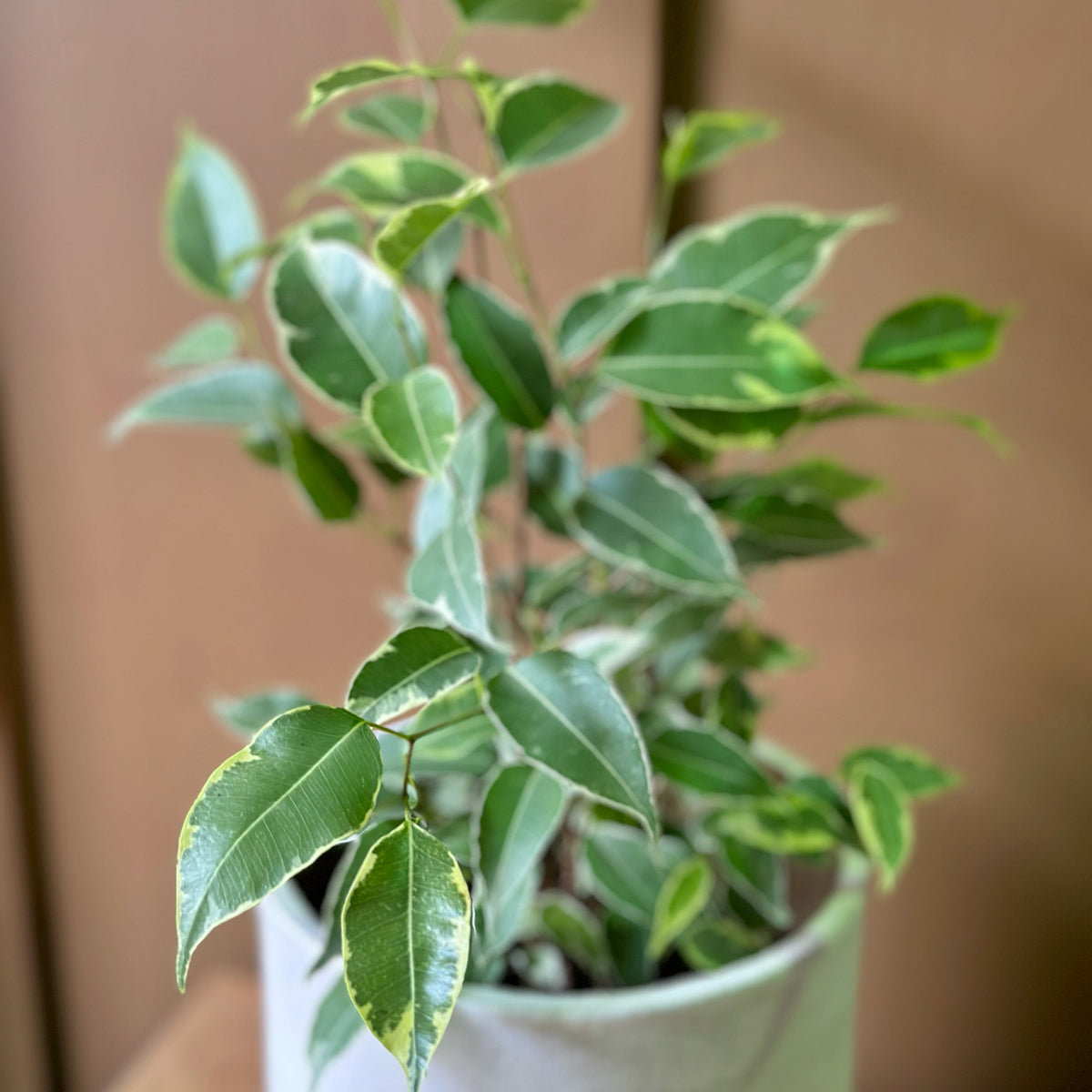 Variegated Weeping Fig (Ficus benjamina 'Starlight')