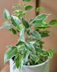 Variegated Weeping Fig (Ficus benjamina 'Starlight')