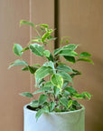 Variegated Weeping Fig (Ficus benjamina 'Starlight')