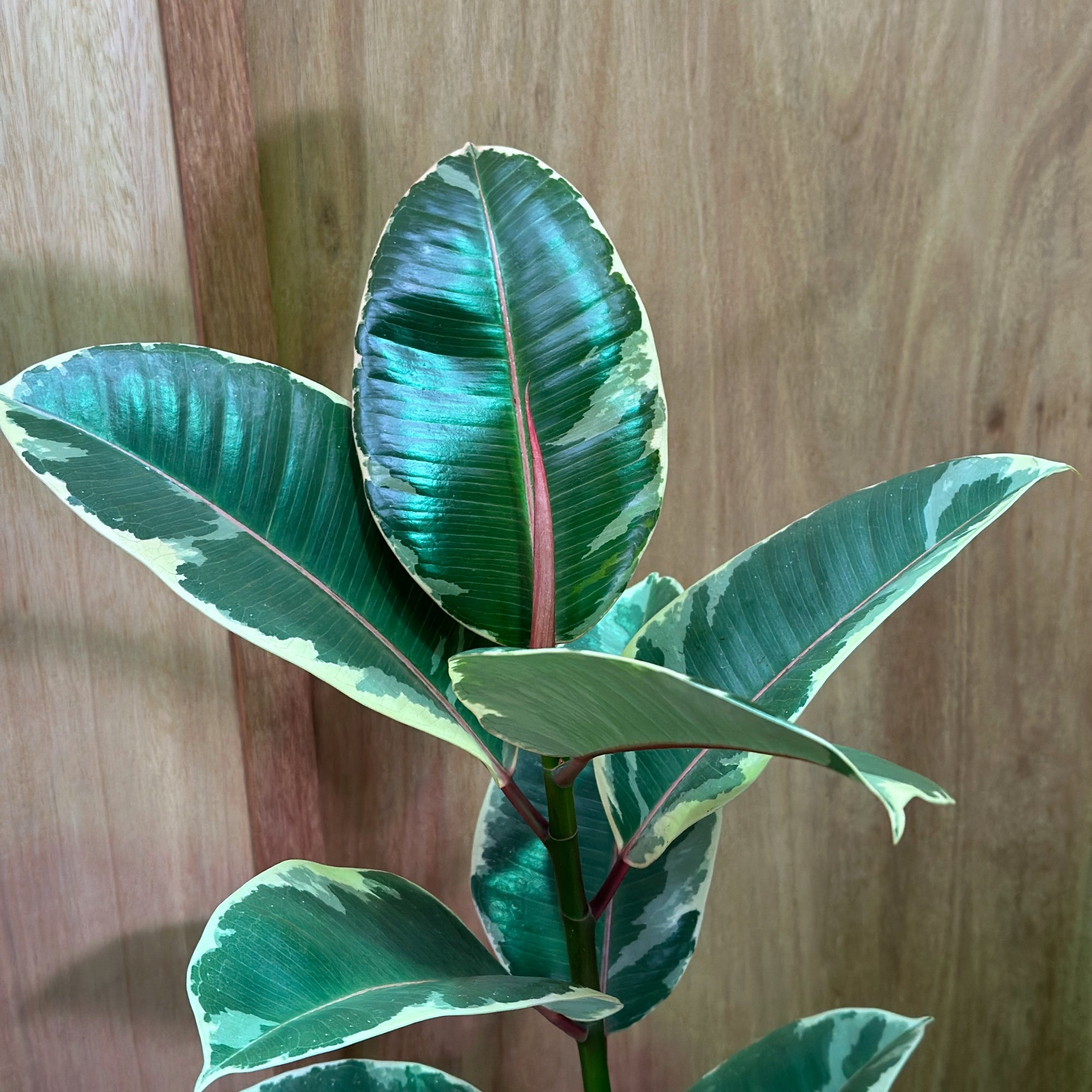 Variegated Rubber Plant (Ficus elastica 'tineke')