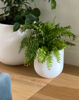 Macho Fern (Nephrolepsis biserrata)