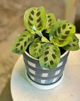 Green Prayer Plant (Maranta leuconeura)