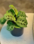 Green Prayer Plant (Maranta leuconeura)