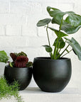 Fruit Salad Plant (Monstera deliciosa)