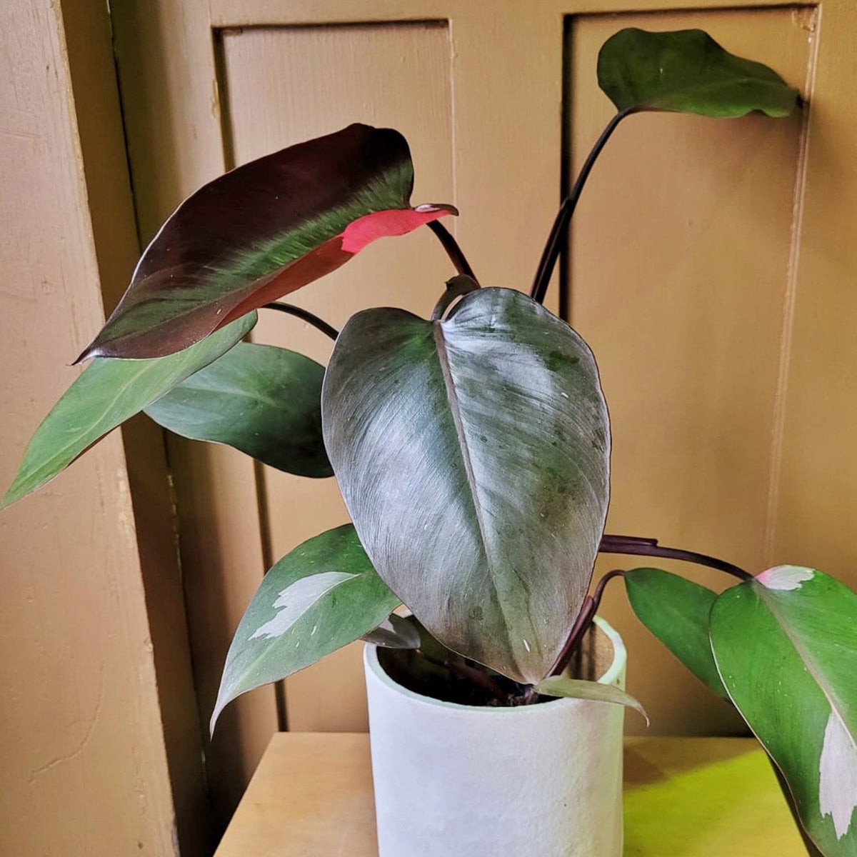 Philodendron 'Pink Princess' (Philodendron erubescens)