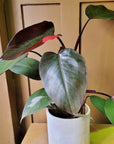 Philodendron 'Pink Princess' (Philodendron erubescens)