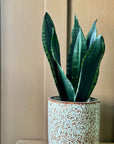 Snake Plant Green (Sansevieria trifasciata 'Robusta')