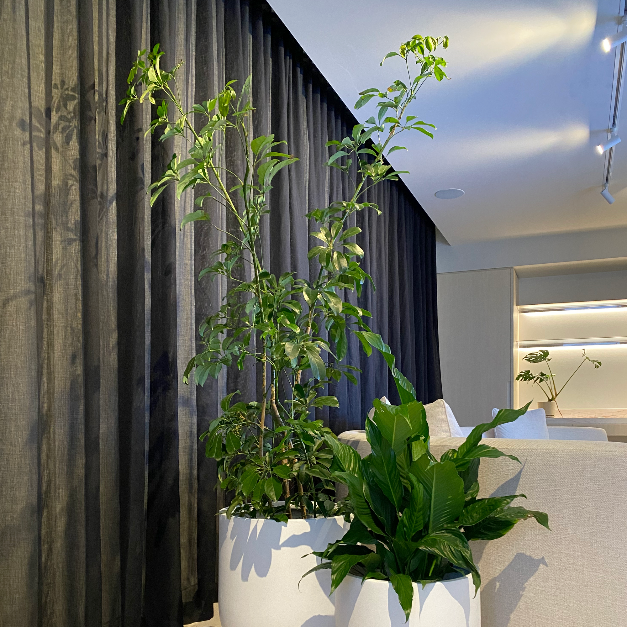 Dwarf Umbrella Tree (Schefflera arboricola)