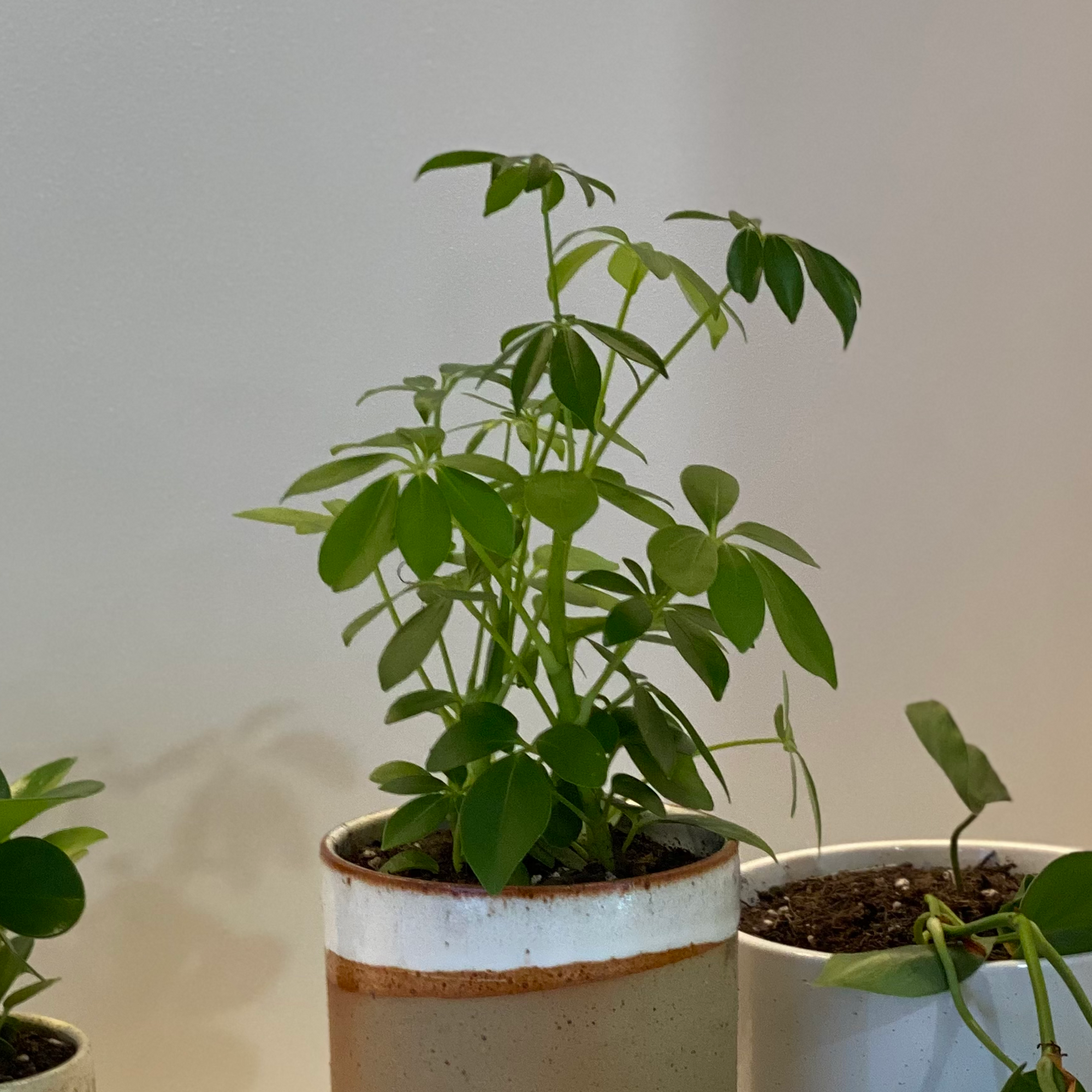 Dwarf Umbrella Tree (Schefflera arboricola)