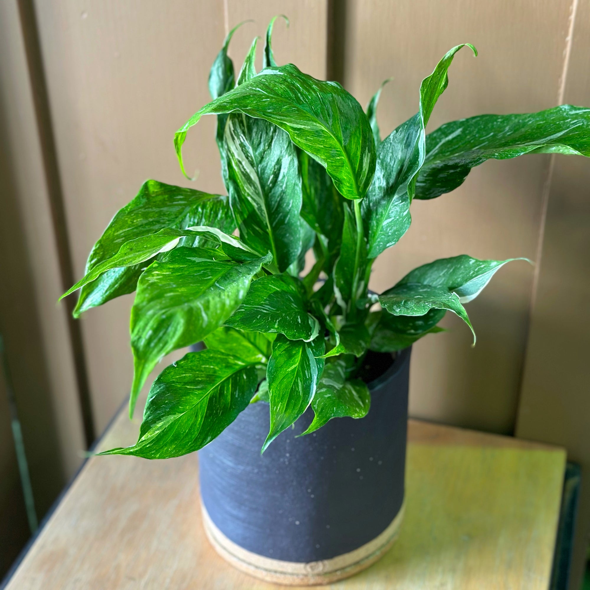Variegated Peace Lily (Spathiphyllum 'Domino')