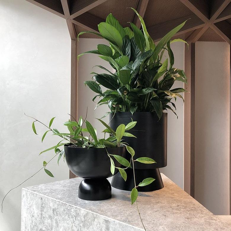 Peace Lily (Spathiphyllum)