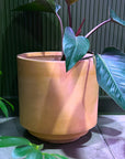 Tangier Planter in Terracotta