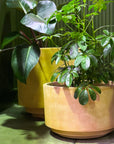 Tangier Planter in Terracotta