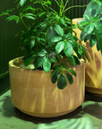 Tangier Planter in Terracotta